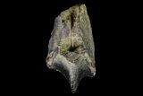 Partial Triceratops Tooth - South Dakota #87046-2